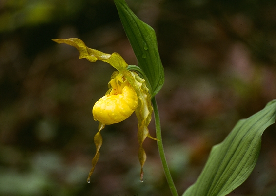 {Cypripedium pubescens}